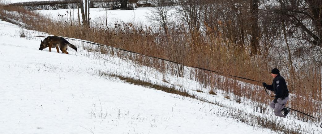 Canine officer tracking suspect