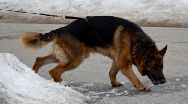 Canine police dog