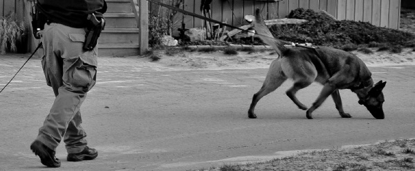 K9 Officers performing search