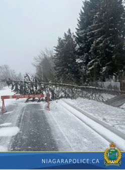 tree across a road in pelham