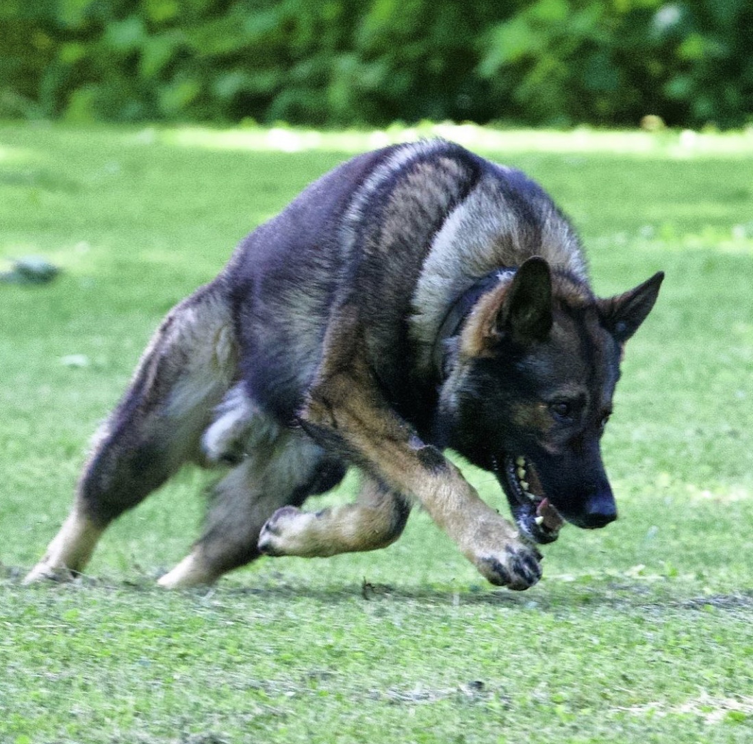 police service dog running