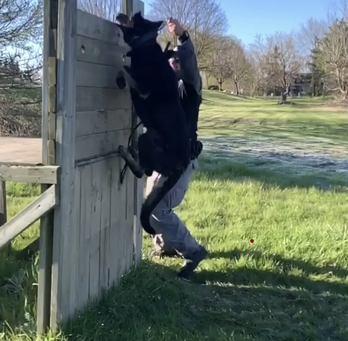 Police service dog wall climb